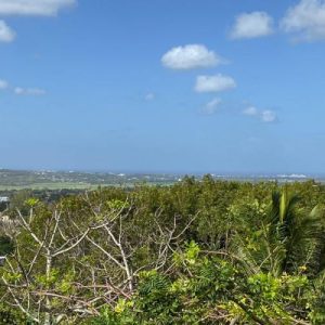 The Mount #9, Barbados
